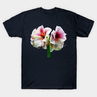 Amaryllis Novella T-Shirt